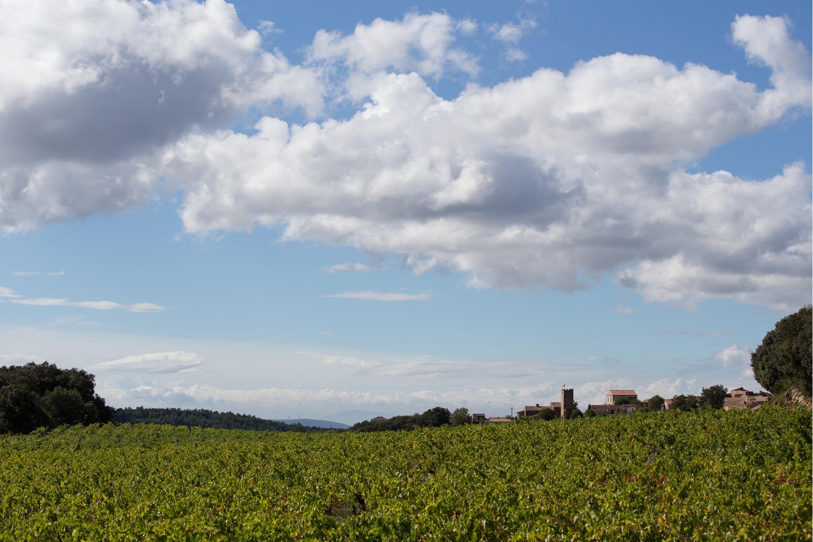 Un bon navet  qu'est ce que c'est ?