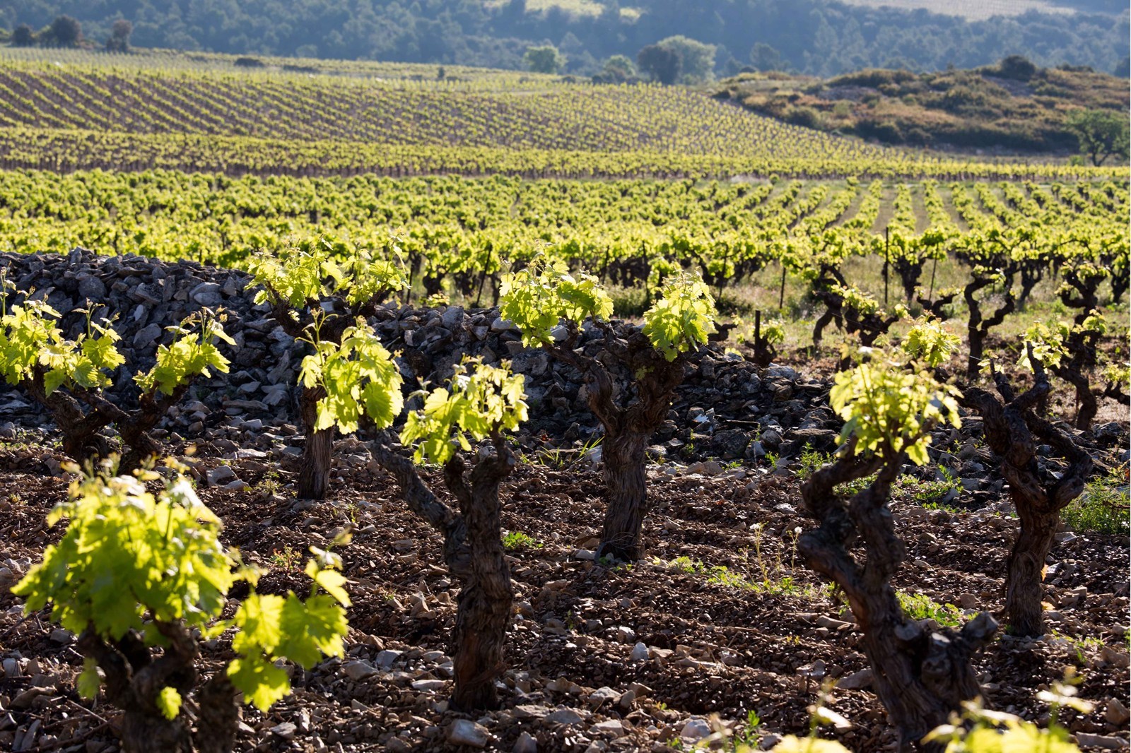 Un bon navet  qu'est ce que c'est ?
