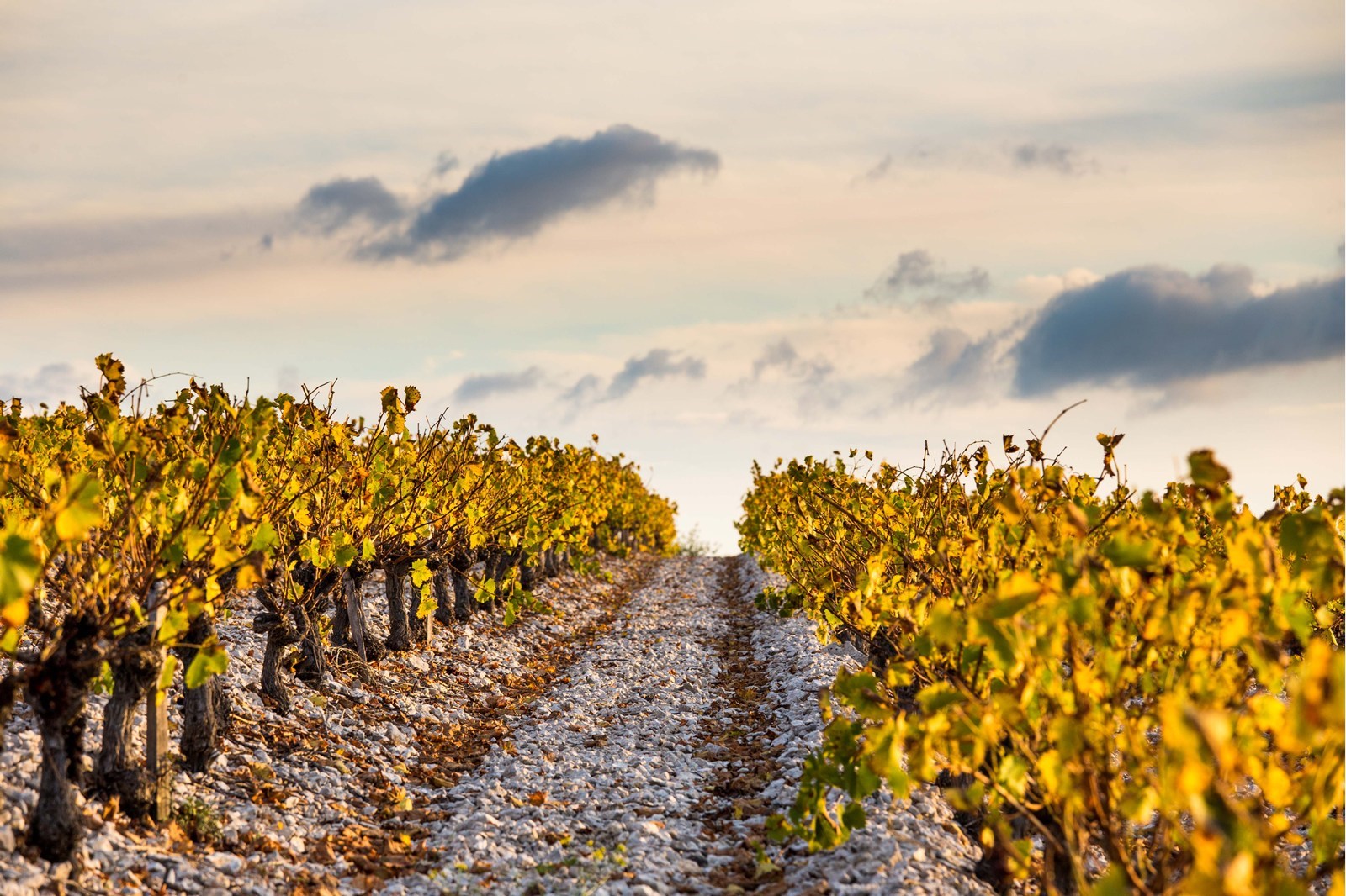 Un bon navet  qu'est ce que c'est ?
