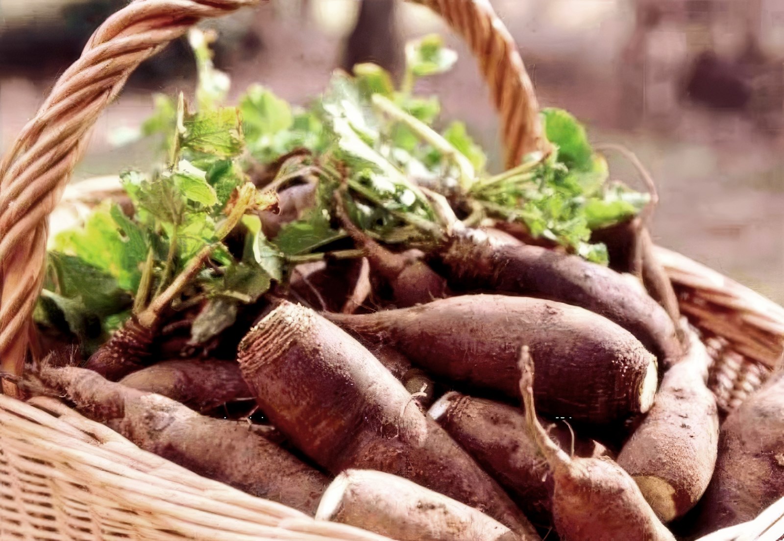 Un bon navet  qu'est ce que c'est ?